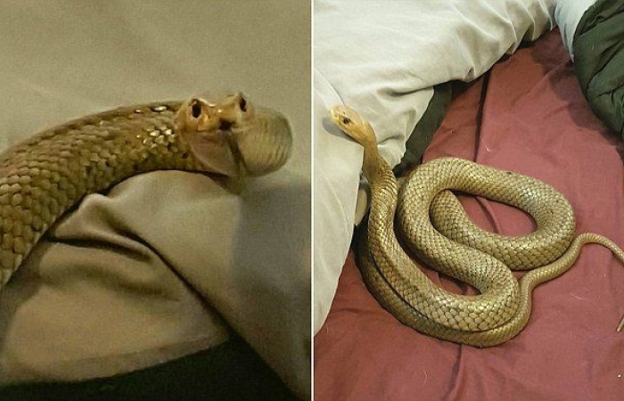Venomous-snake-in-Australian-couples-bed